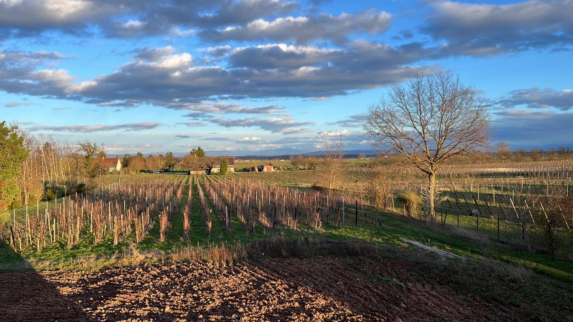 Oasis Tout Confort A Bergheim, Alsace Εξωτερικό φωτογραφία