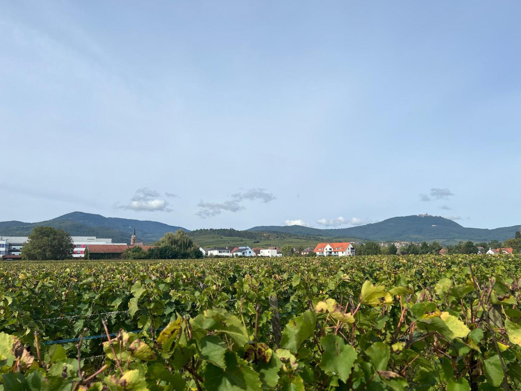 Oasis Tout Confort A Bergheim, Alsace Εξωτερικό φωτογραφία